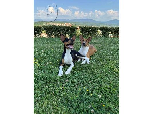 TOP σκυλιά Basenji